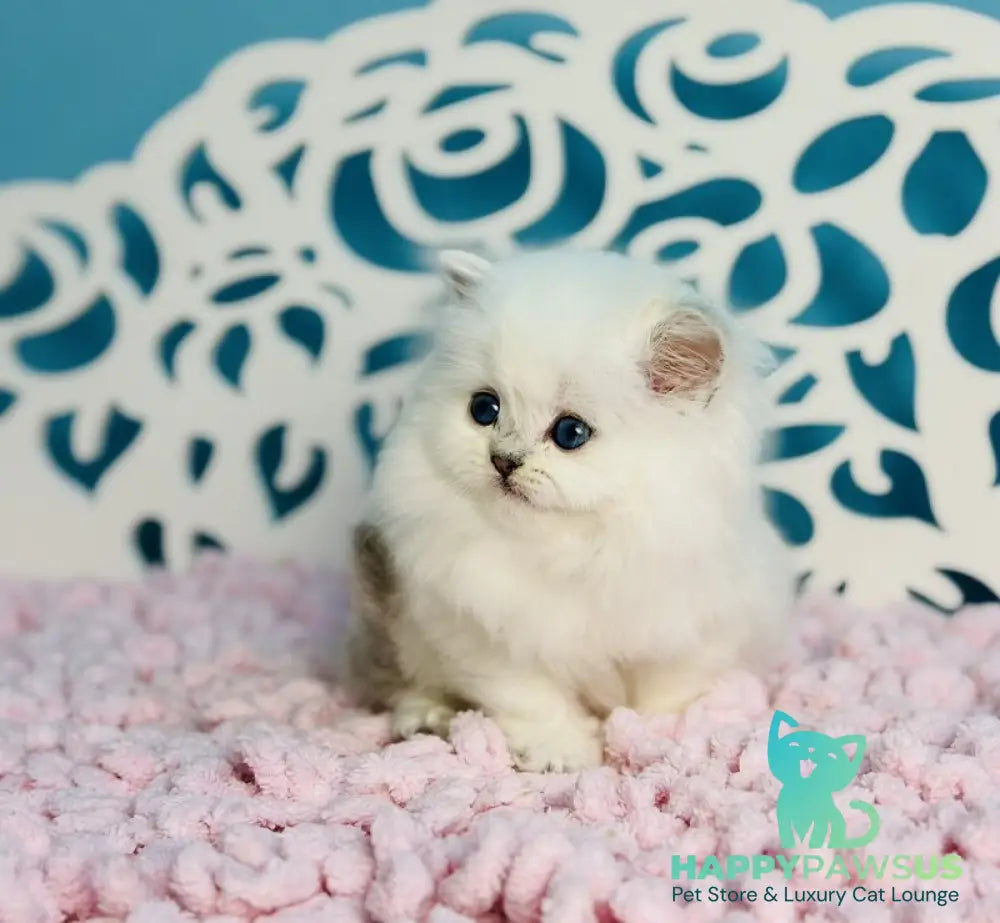 Aurora Scottish Straight female black silver shaded pointed - live animals