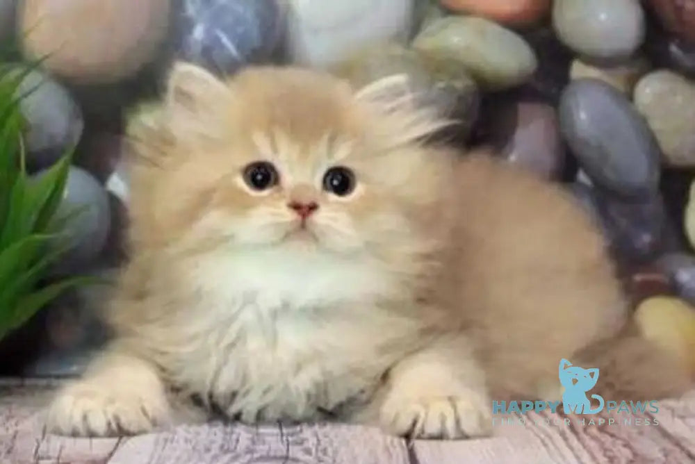 Aurum British Longhair male lilac golden shaded - live animals