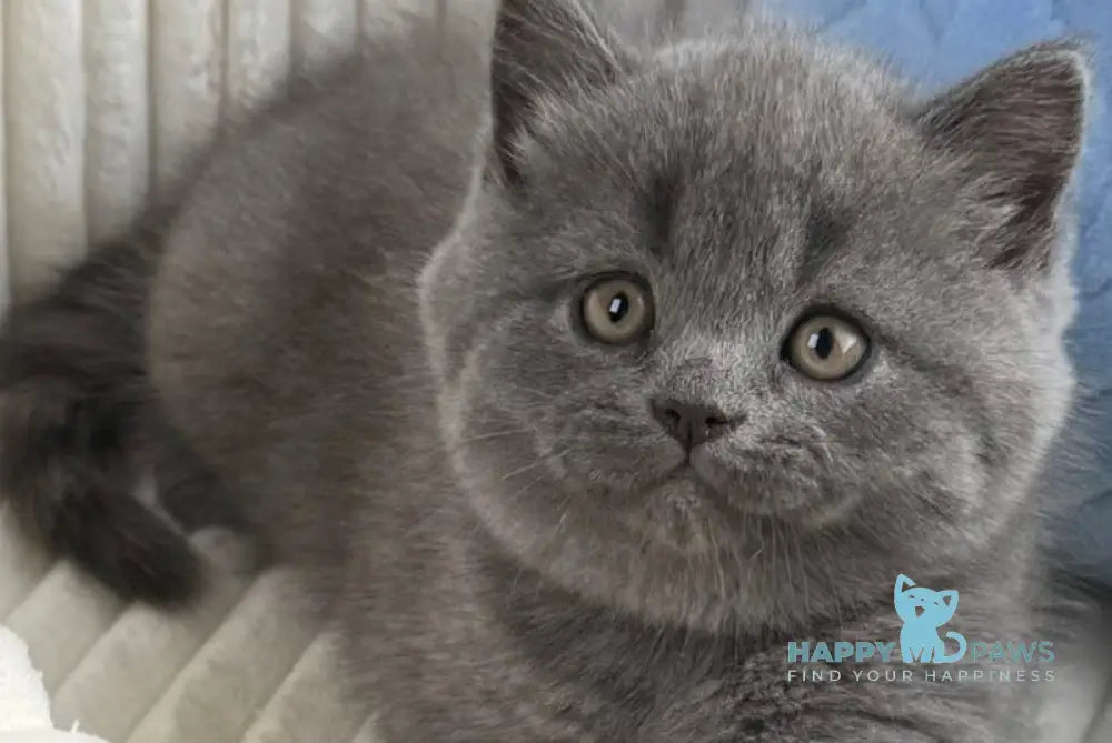 Austin Scottish Straight male blue live animals