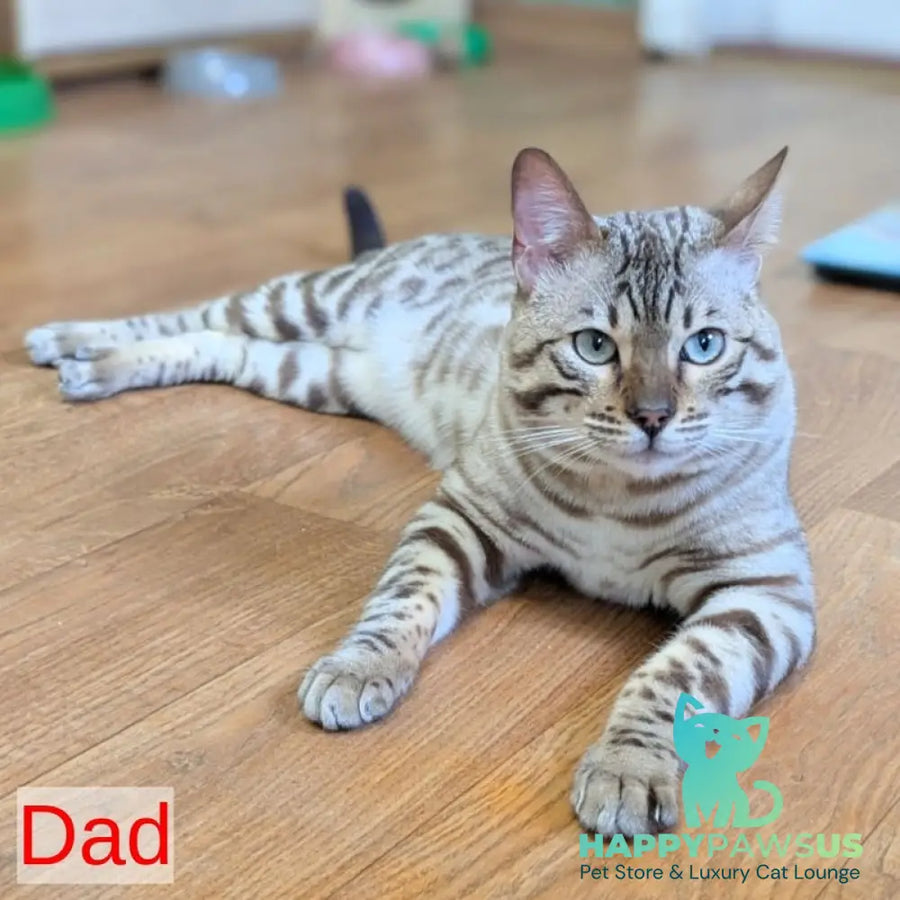 Ava Bengal female black silver spotted tabby pointed - live animals