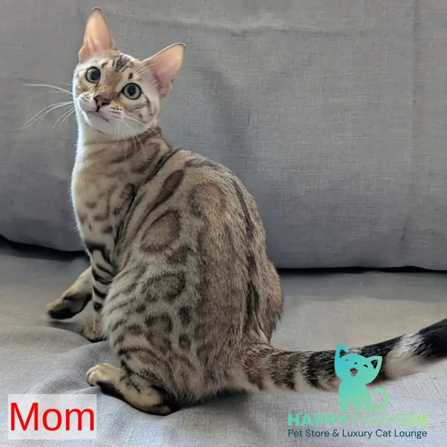 Ava Bengal female black silver spotted tabby pointed - live animals