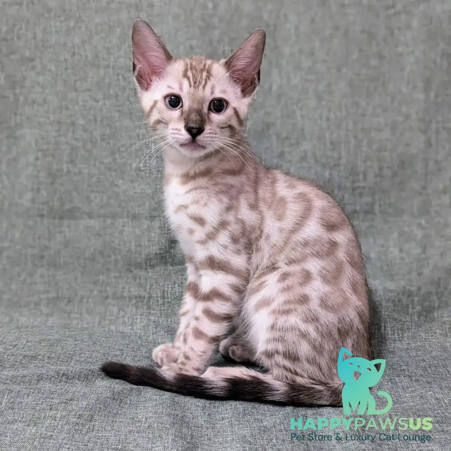Ava Bengal female black silver spotted tabby pointed - live animals