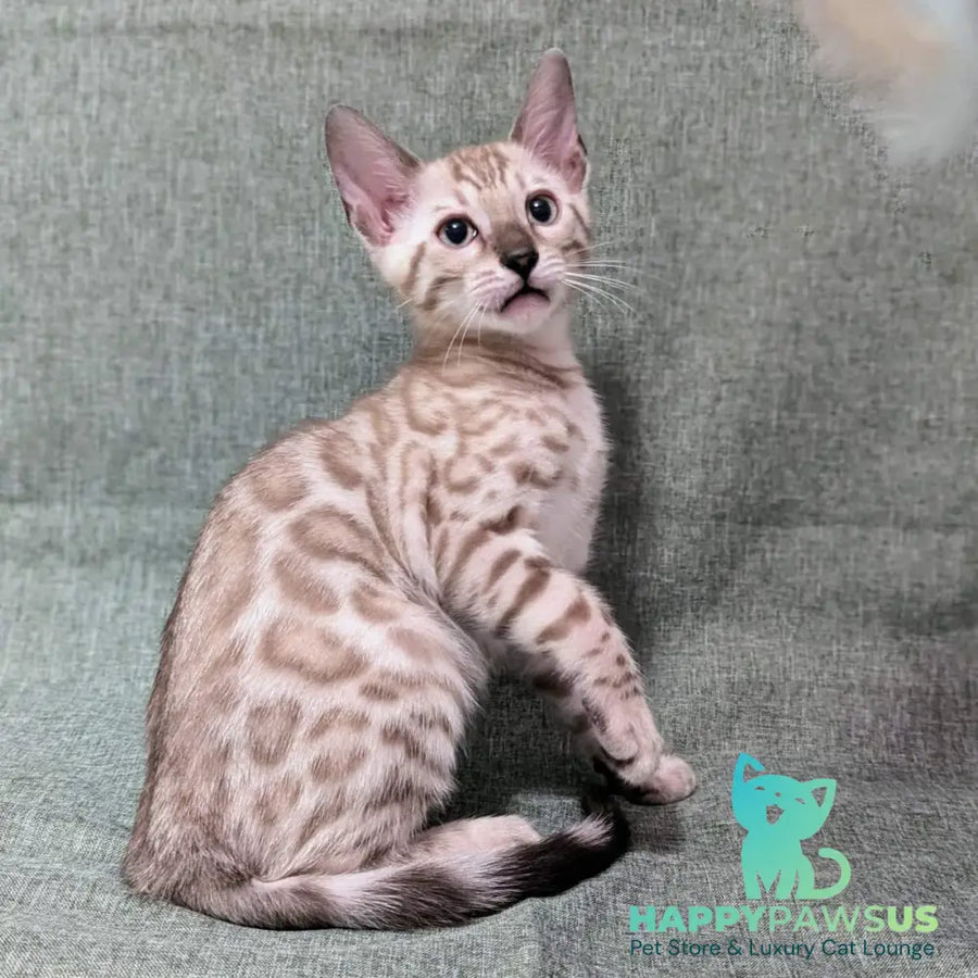 Ava Bengal female black silver spotted tabby pointed - live animals