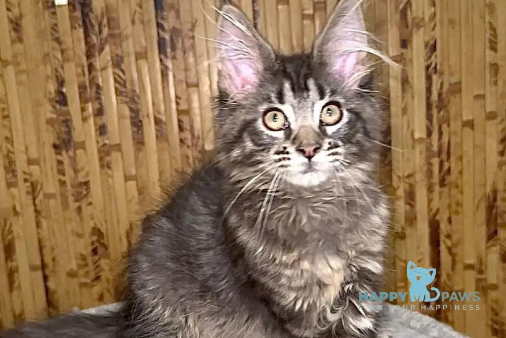 Ava Maine Coon polydactyl female black spotted tabby live animals