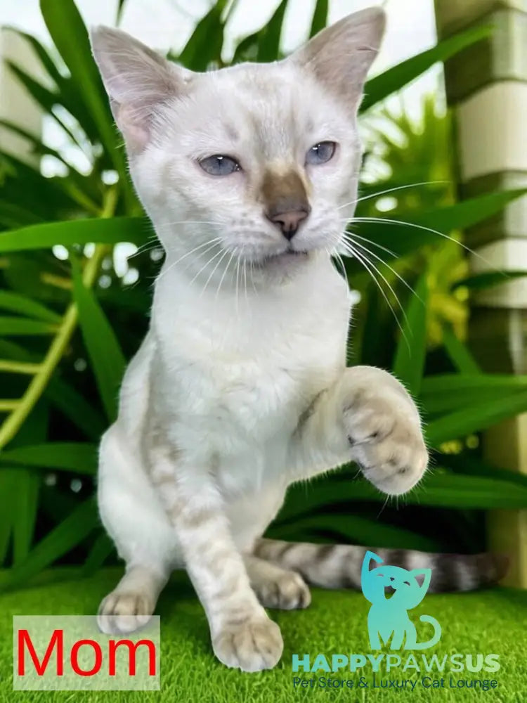 Available Toyger male black tabby - live animals