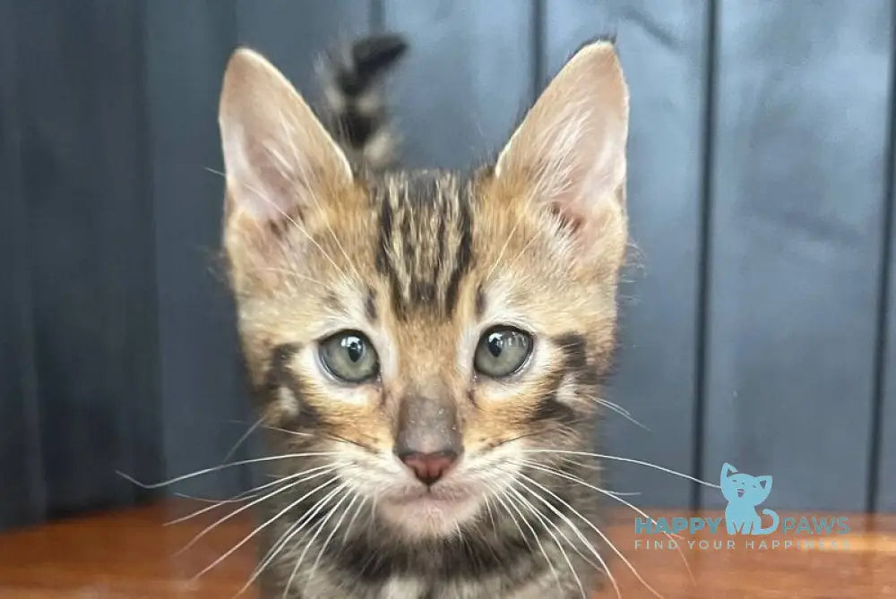 Available Toyger male black tabby - live animals