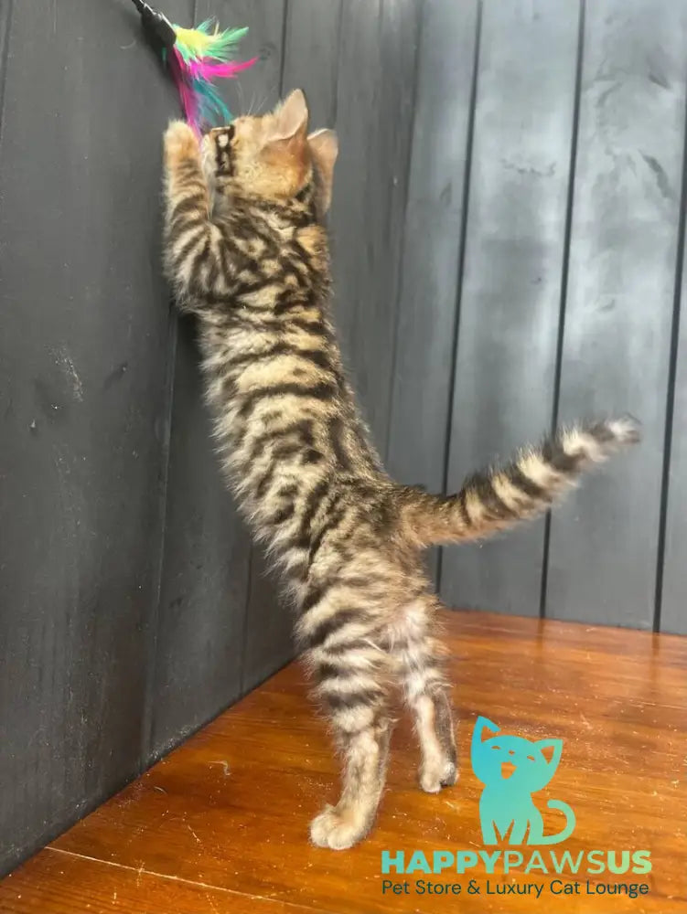 Available Toyger male black tabby - live animals