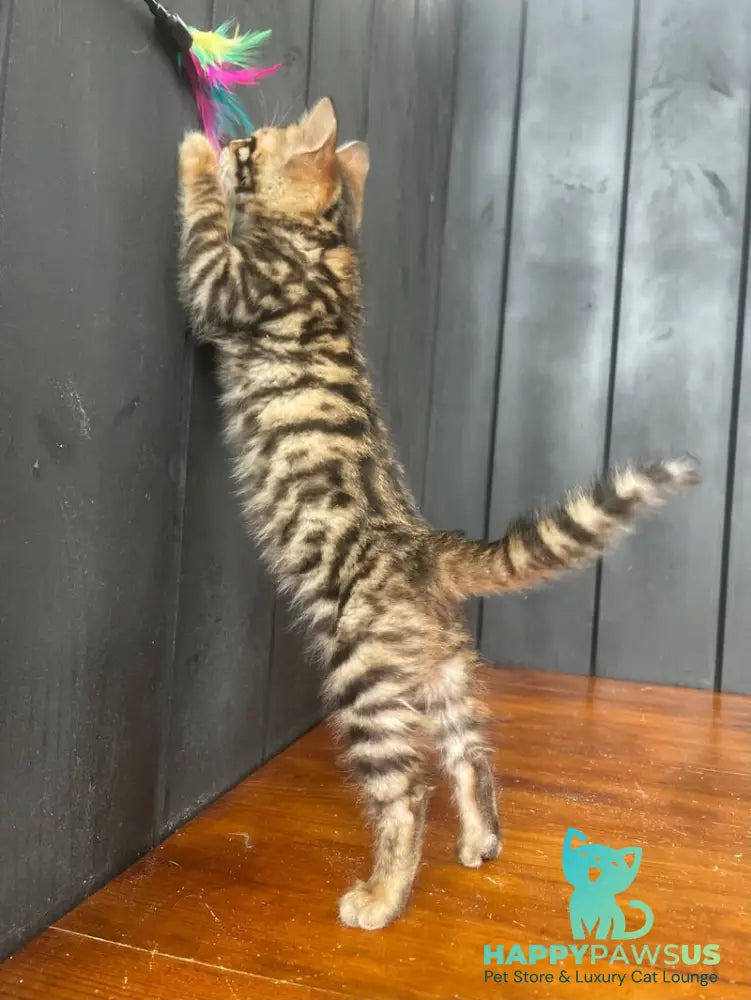 Available Toyger male black tabby - live animals