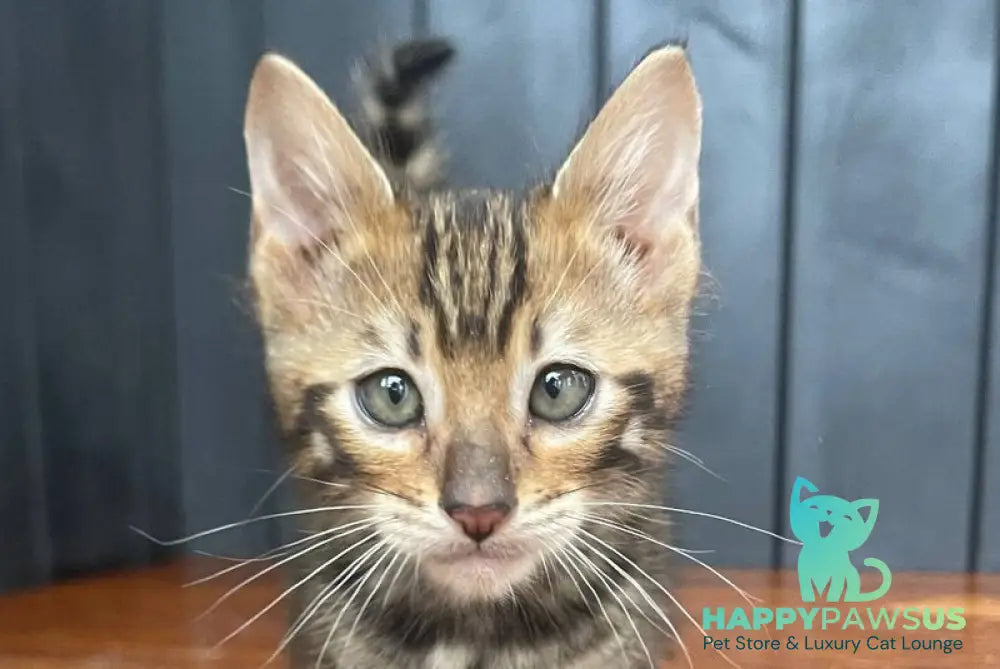 Available Toyger male black tabby - live animals