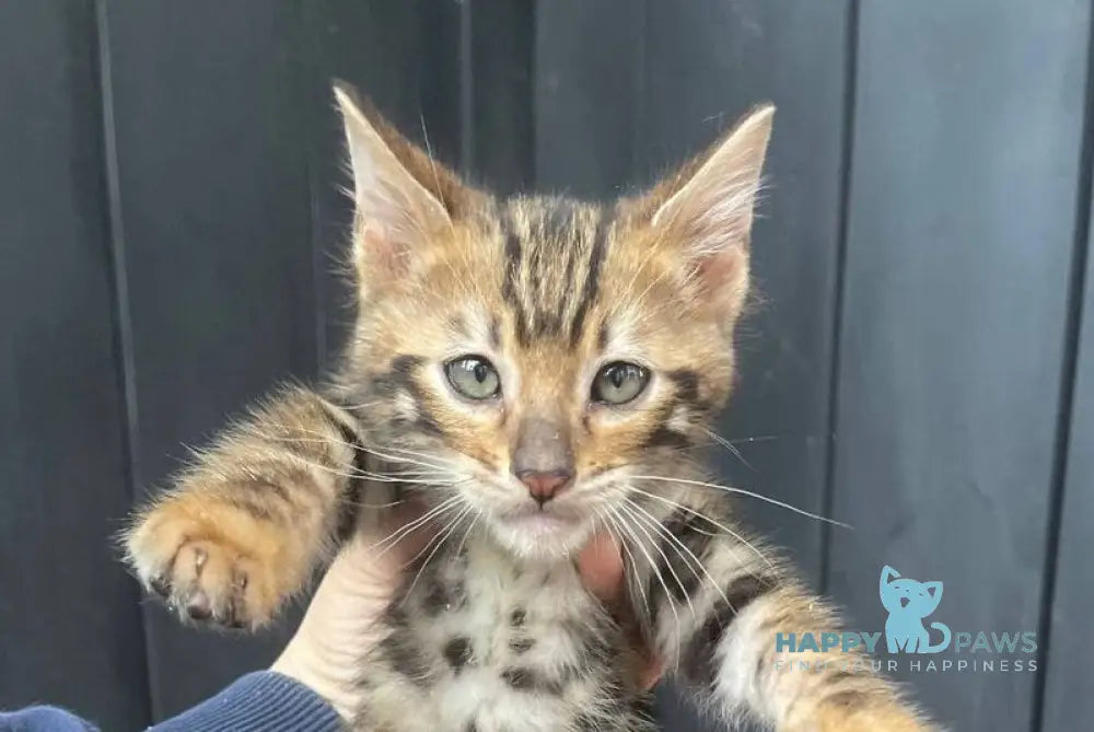 Available Toyger male black tabby - live animals