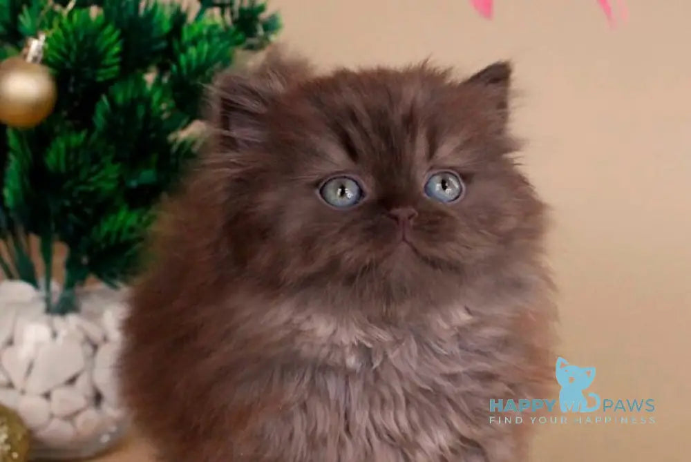 Avalon Scottish Straight male chocolate live animals