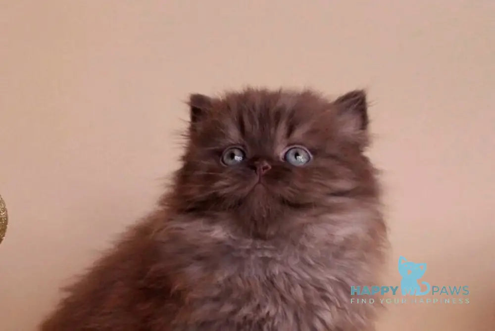 Avalon Scottish Straight male chocolate live animals