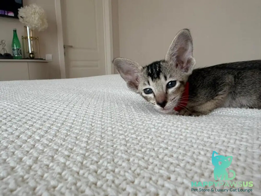 Aveline Oriental Shorthair female black ticked tabby - live animals