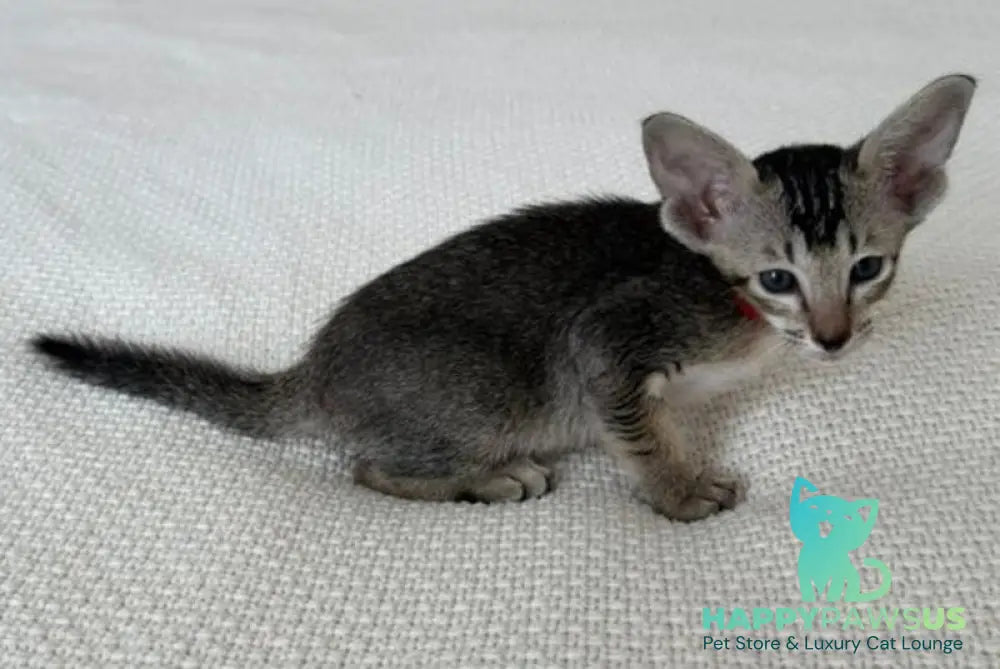 Aveline Oriental Shorthair female black ticked tabby - live animals