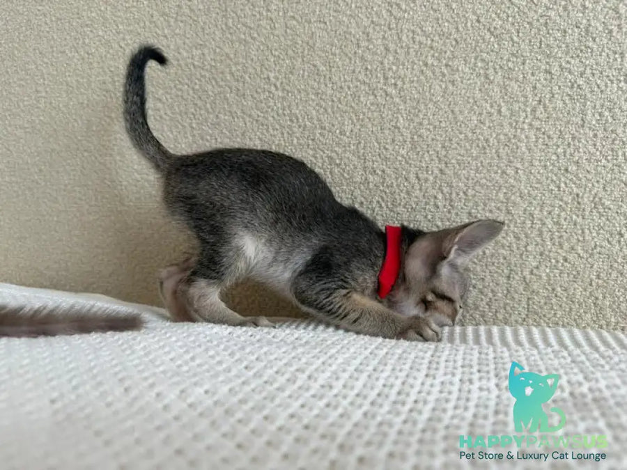 Aveline Oriental Shorthair female black ticked tabby - live animals