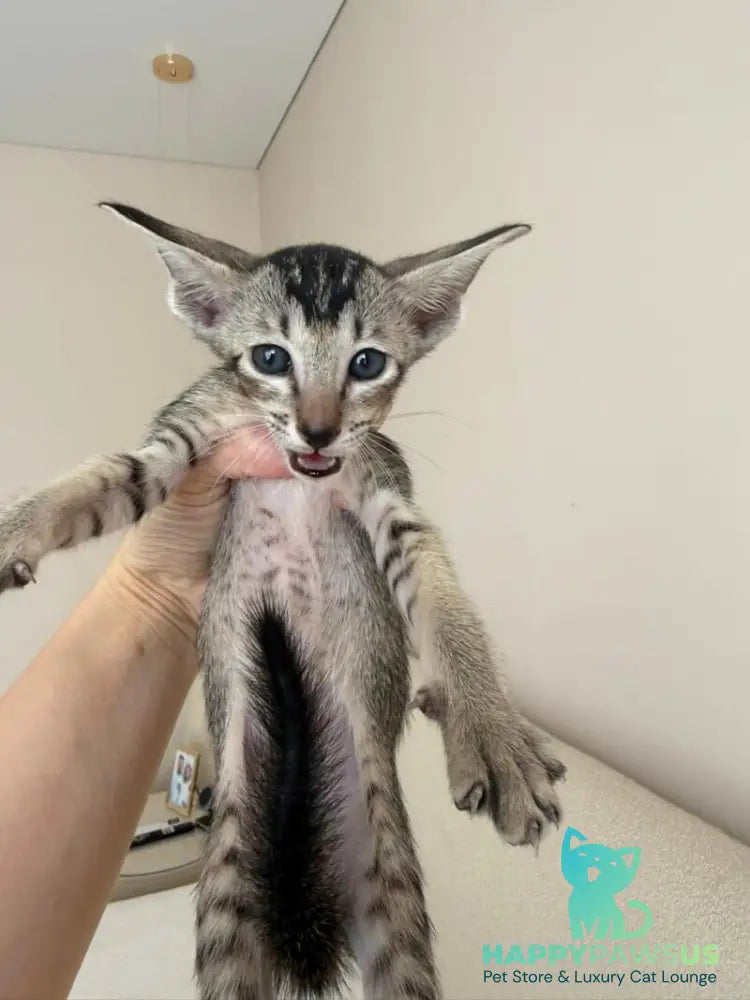 Aveline Oriental Shorthair female black ticked tabby - live animals