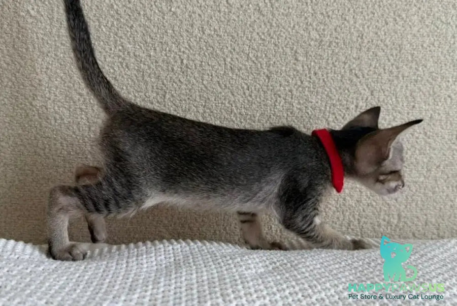 Aveline Oriental Shorthair female black ticked tabby - live animals