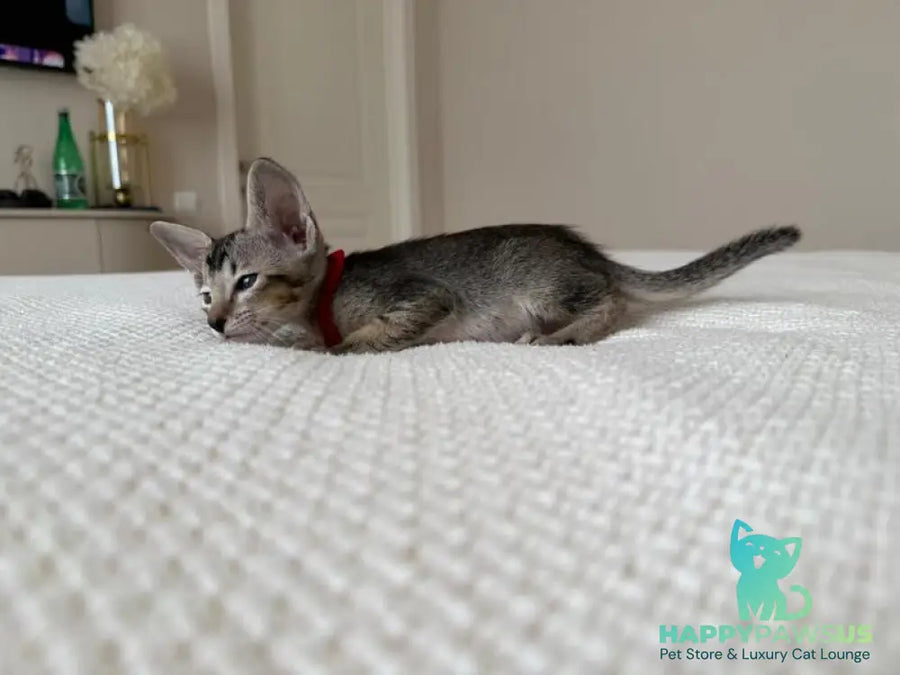 Aveline Oriental Shorthair female black ticked tabby - live animals