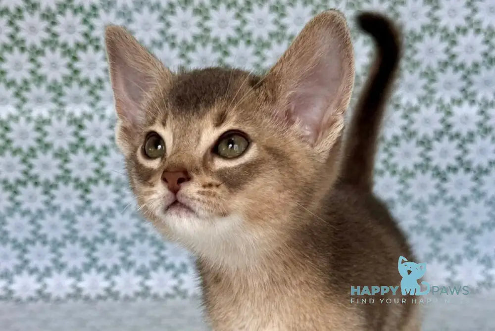 Avgust Abyssinian male blue - live animals