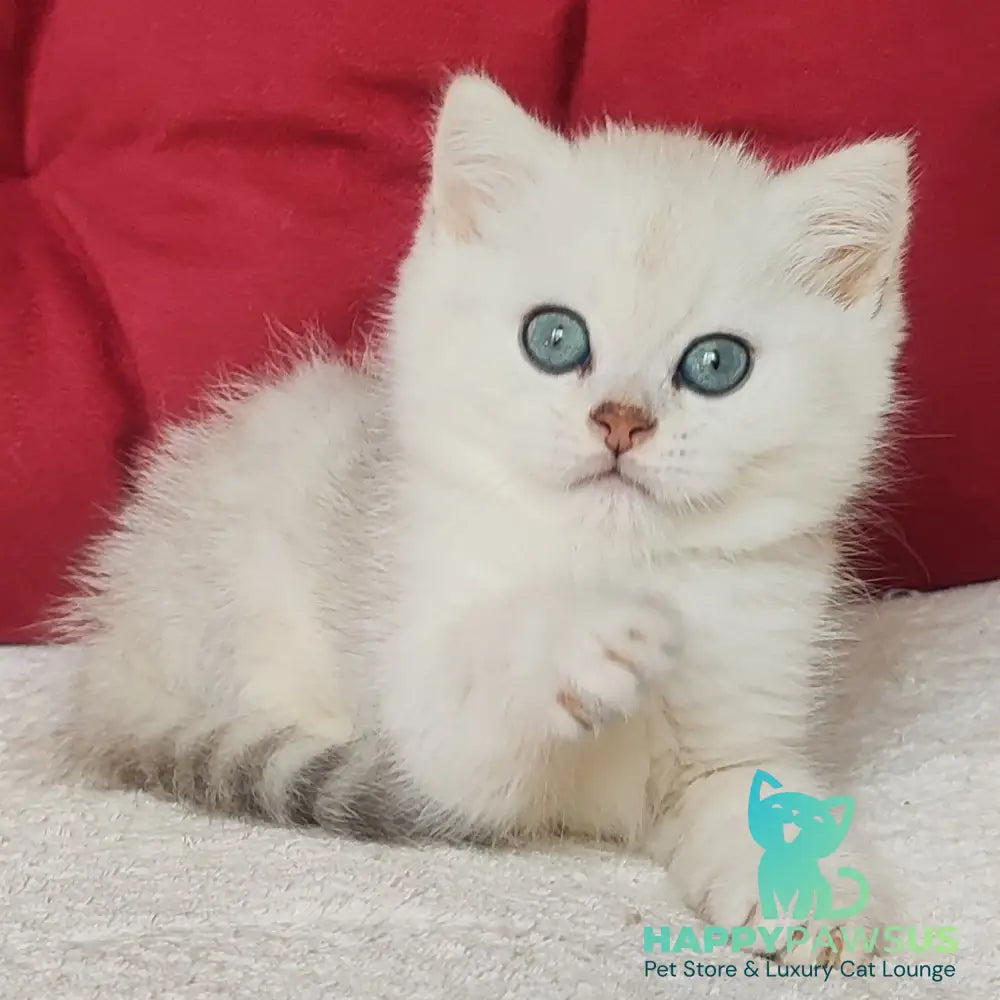 Avgust Scottish Straight male black silver shaded - live animals