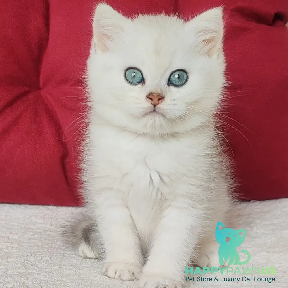 Avgust Scottish Straight male black silver shaded - live animals