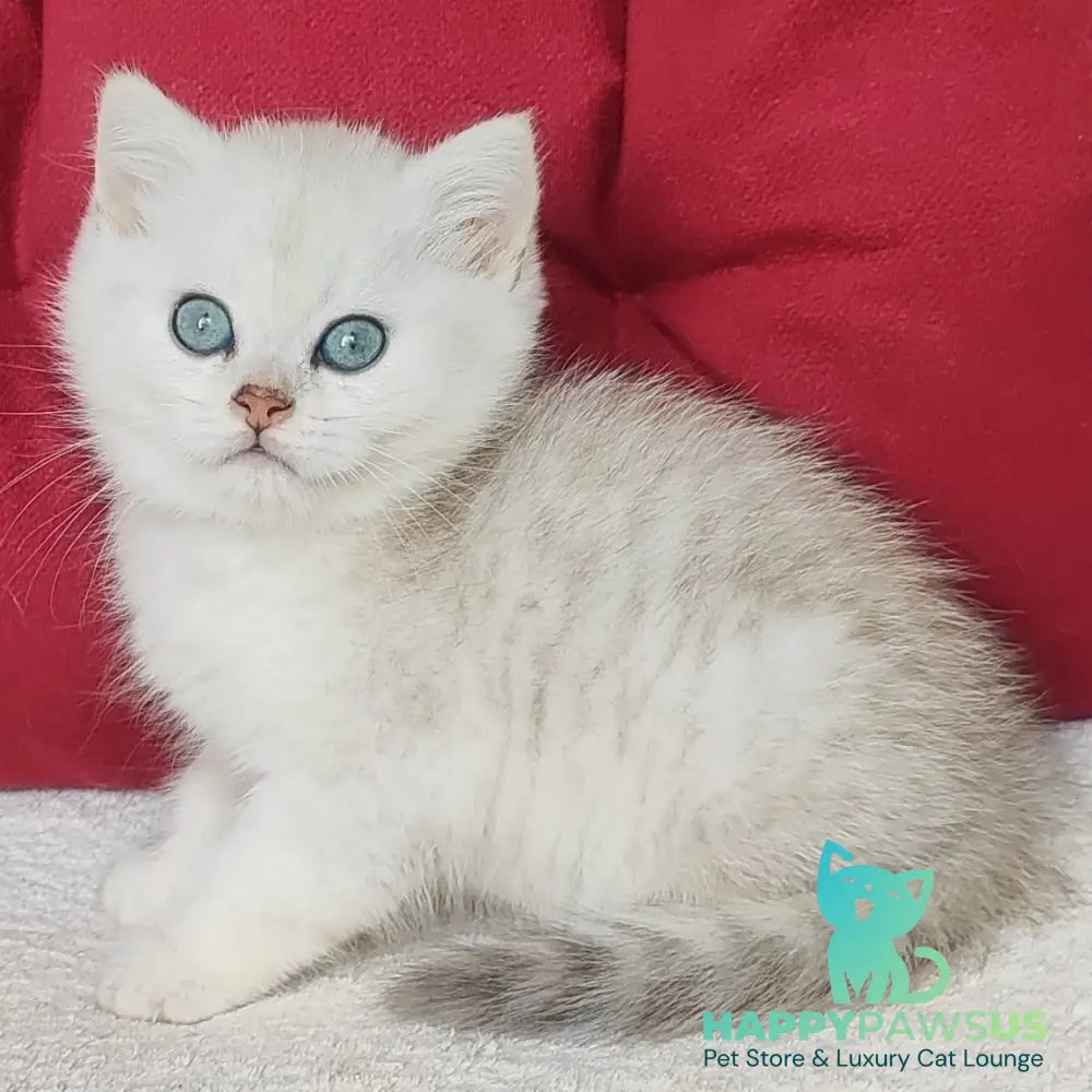 Avgust Scottish Straight male black silver shaded - live animals