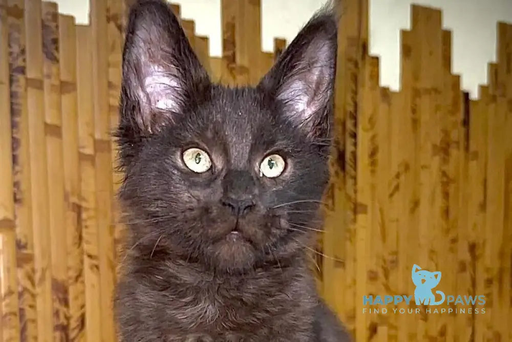 Avista Maine Coon female black live animals