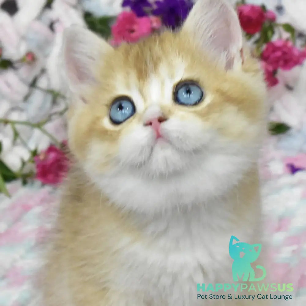 Avrora British Shorthair female black golden shaded with white - live animals