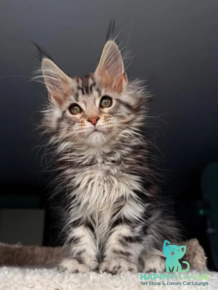 Avrora Maine Coon female black tabby - live animals