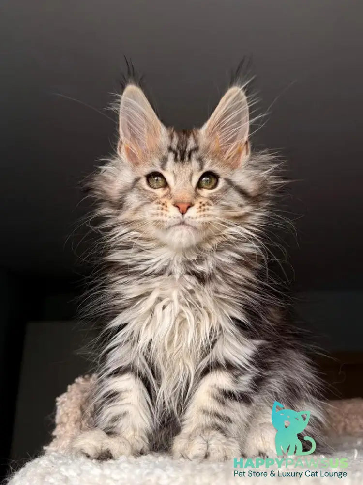 Avrora Maine Coon female black tabby - live animals