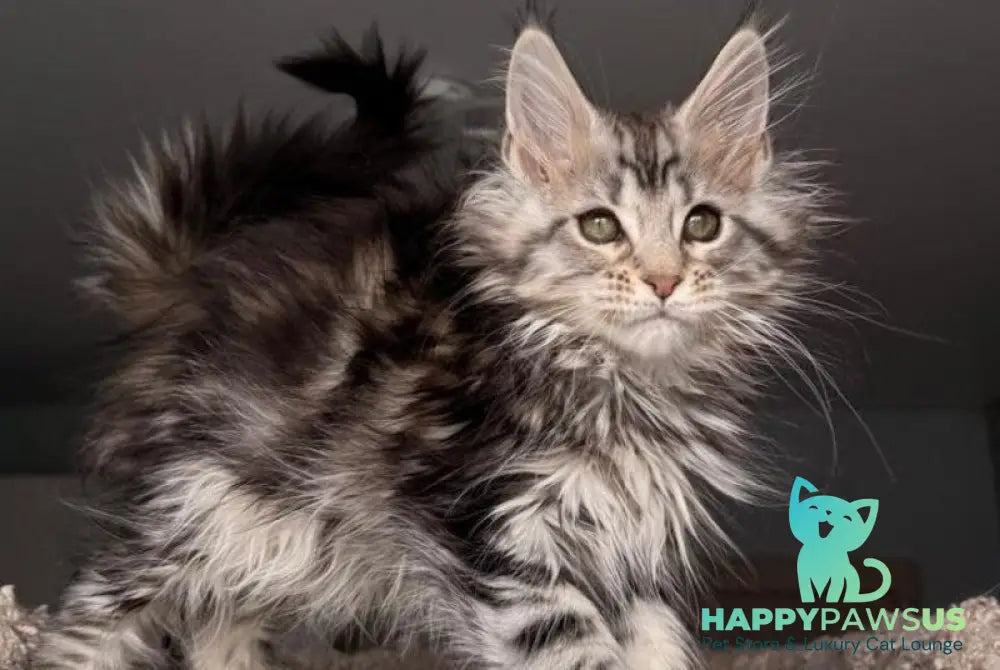 Avrora Maine Coon female black tabby - live animals
