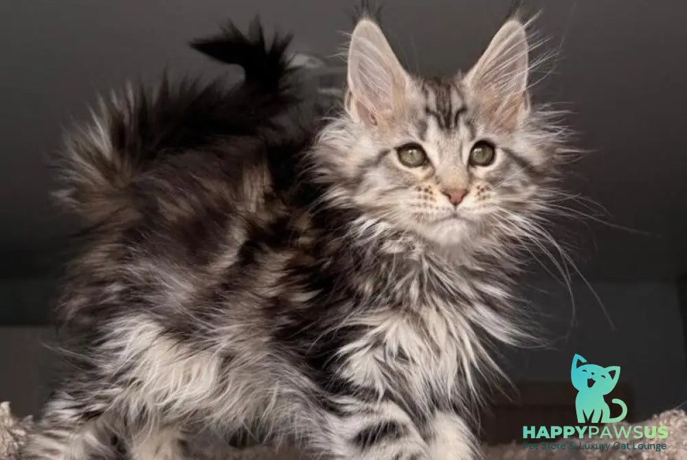 Avrora Maine Coon female black tabby - live animals