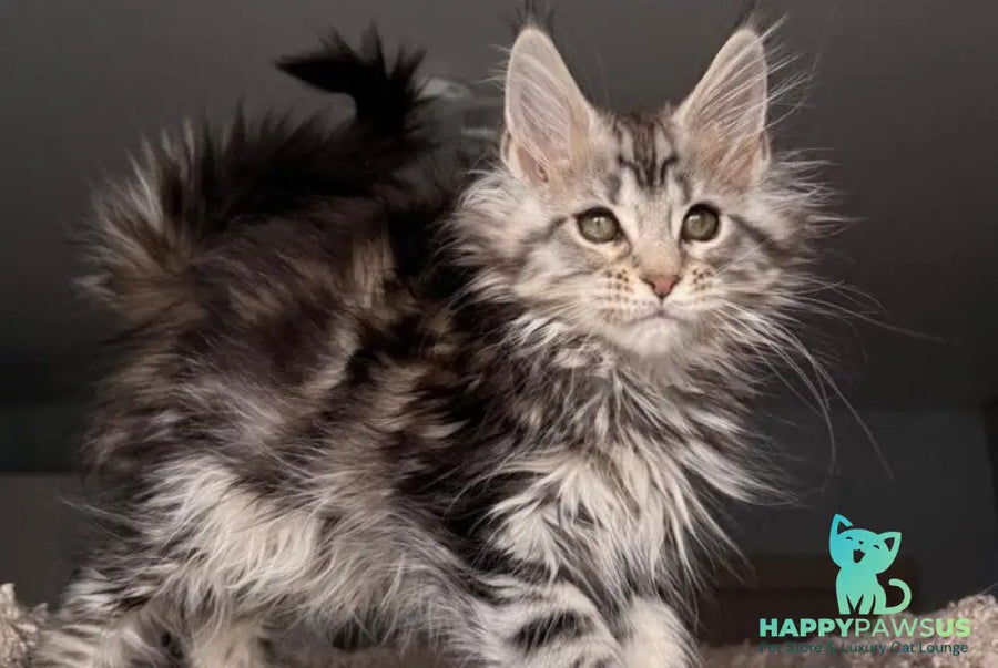 Avrora Maine Coon female black tabby - live animals