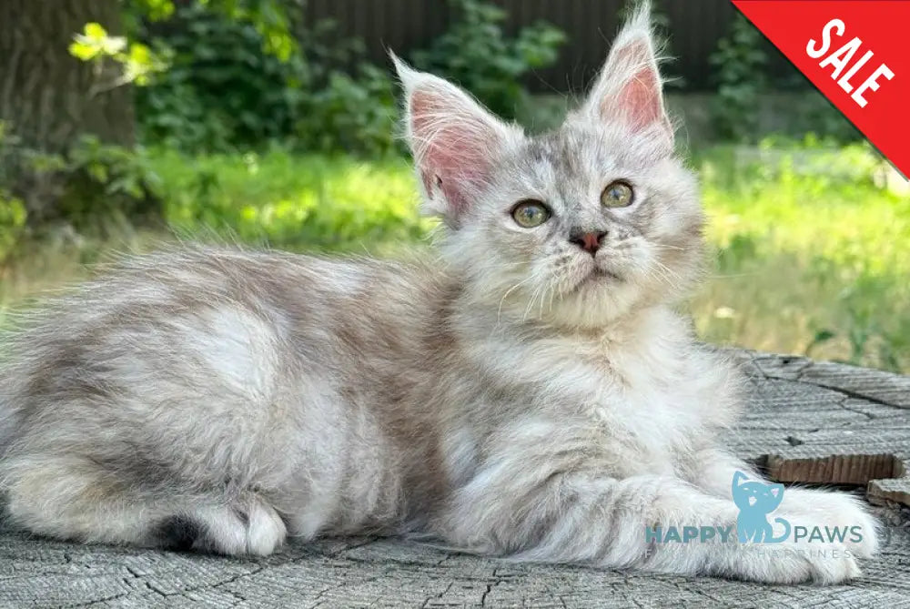 Avrora Maine Coon female black tortie tabby live animals