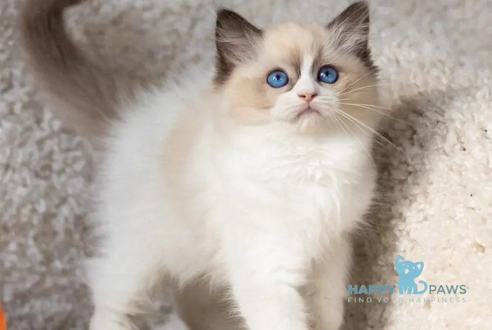 Avrora Ragdoll female seal bicolour live animals