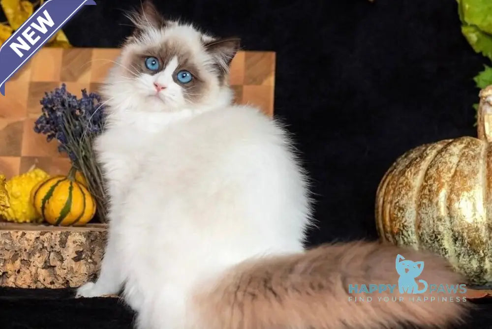 Avrora Ragdoll female seal bicolour live animals