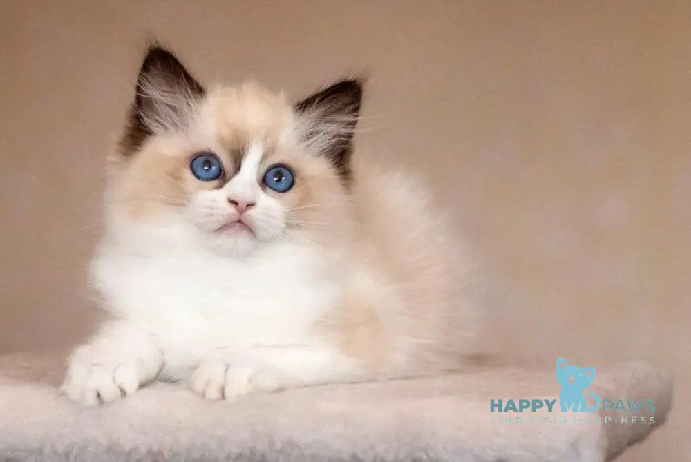 Avrora Ragdoll female seal bicolour live animals