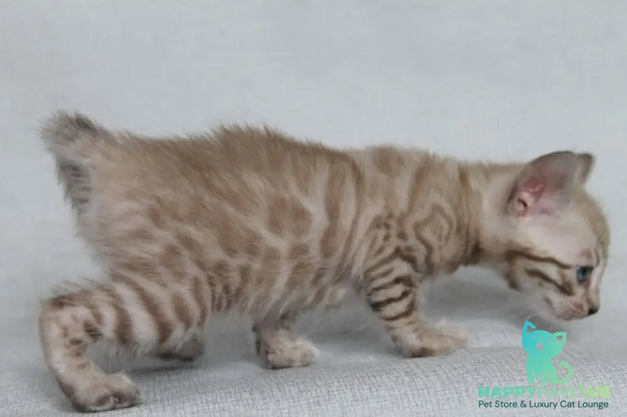 Axel Bengal male black spotted tabby pointed - live animals
