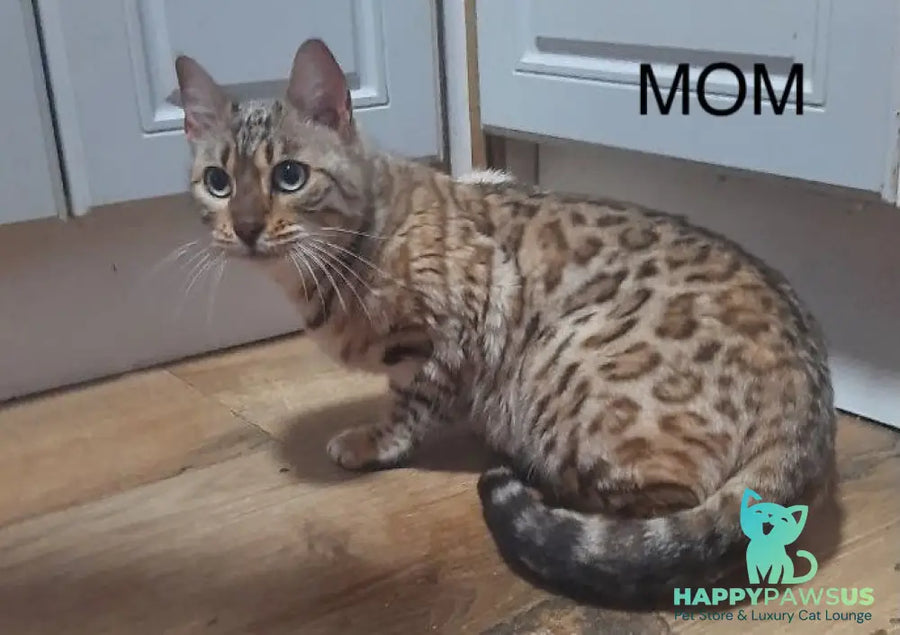 Axel Bengal male black spotted tabby pointed - live animals