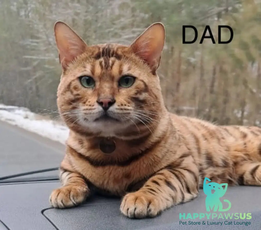 Axel Bengal male black spotted tabby pointed - live animals