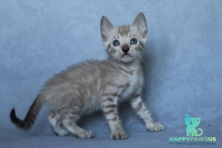 Axel Bengal male black spotted tabby pointed - live animals