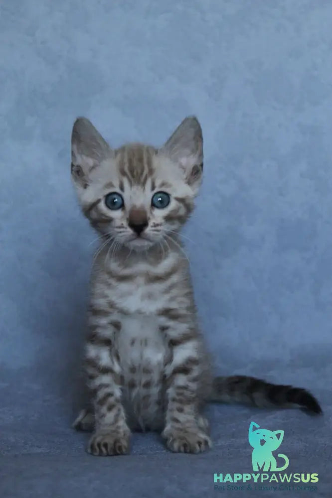 Axel Bengal male black spotted tabby pointed - live animals
