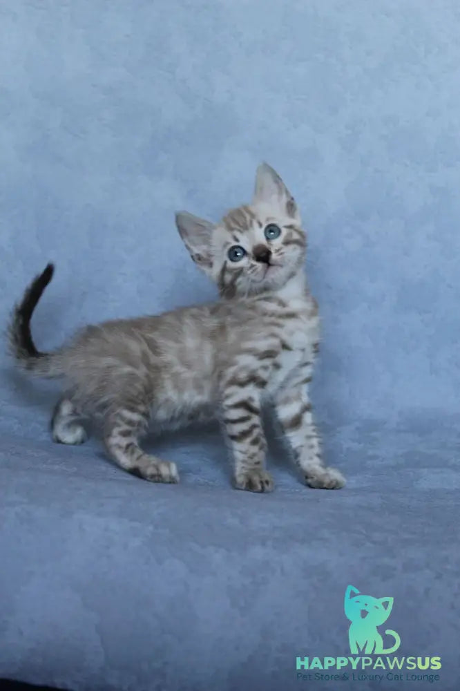 Axel Bengal male black spotted tabby pointed - live animals