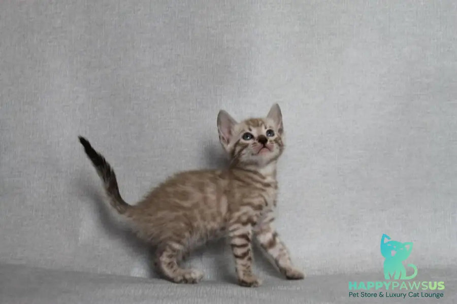 Axel Bengal male black spotted tabby pointed - live animals