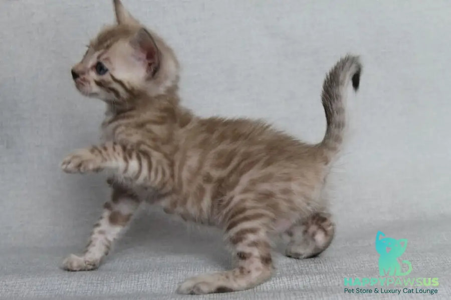 Axel Bengal male black spotted tabby pointed - live animals