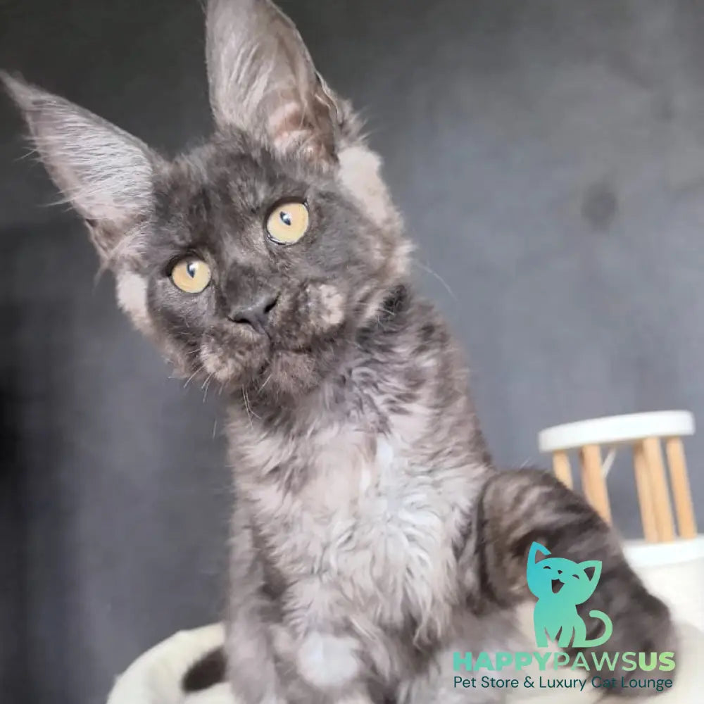 Axel Maine Coon male black silver - live animals