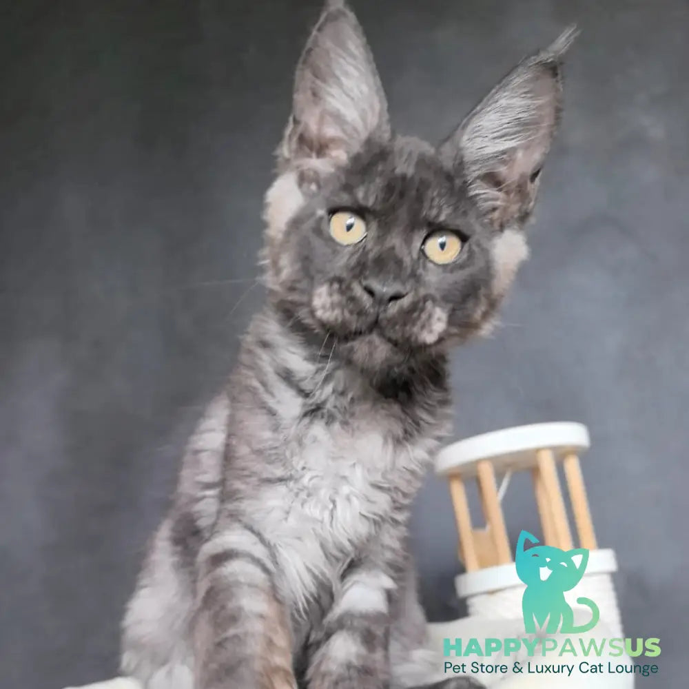Axel Maine Coon male black silver - live animals