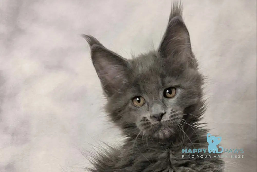 Axel Maine Coon male blue silver live animals