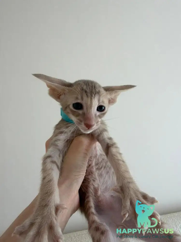 Axel Oriental Shorthair male lilac spotted tabby - live animals