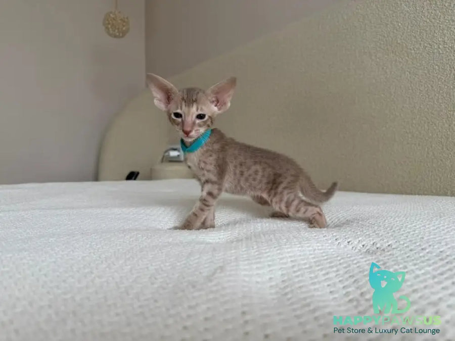Axel Oriental Shorthair male lilac spotted tabby - live animals